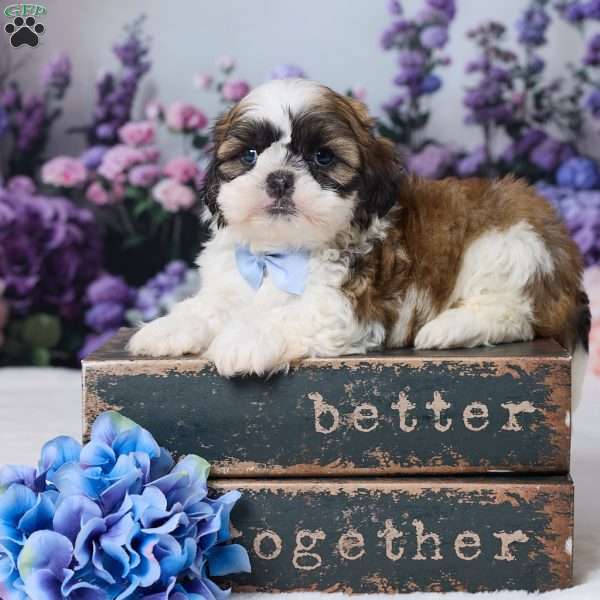 Rambo, Shih Tzu Puppy